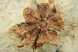 Fossil Leaf *Davidia With Fruited Floret - Montana #262747-1